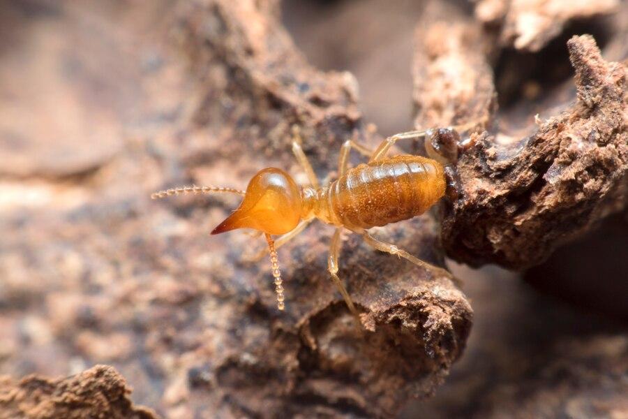 Effective Strategies to Protect Your Home from Termites Effective Strategies to Protect Your Home from Termites